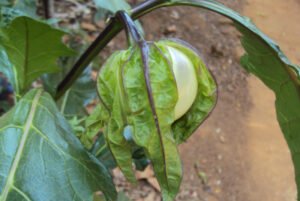 Solanum macrocarpon